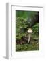 Canada, British Columbia, Vancouver. Mycena Mushroom Detail in Moss-Kevin Oke-Framed Photographic Print