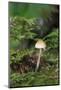 Canada, British Columbia, Vancouver. Mycena Mushroom Detail in Moss-Kevin Oke-Mounted Photographic Print