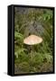 Canada, British Columbia, Vancouver. Mycena Mushroom Growing in Moss-Kevin Oke-Framed Stretched Canvas