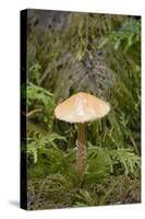 Canada, British Columbia, Vancouver. Mycena Mushroom Growing in Moss-Kevin Oke-Stretched Canvas