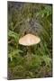 Canada, British Columbia, Vancouver. Mycena Mushroom Growing in Moss-Kevin Oke-Mounted Photographic Print