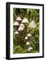 Canada, British Columbia, Vancouver. Mycena Mushrooms-Kevin Oke-Framed Photographic Print