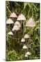 Canada, British Columbia, Vancouver. Mycena Mushrooms-Kevin Oke-Mounted Photographic Print