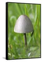 Canada, British Columbia, Vancouver. Rounded Capped Mushroom in Grass-Kevin Oke-Framed Stretched Canvas