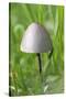 Canada, British Columbia, Vancouver. Rounded Capped Mushroom in Grass-Kevin Oke-Stretched Canvas