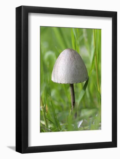 Canada, British Columbia, Vancouver. Rounded Capped Mushroom in Grass-Kevin Oke-Framed Photographic Print