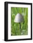 Canada, British Columbia, Vancouver. Rounded Capped Mushroom in Grass-Kevin Oke-Framed Photographic Print