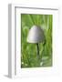 Canada, British Columbia, Vancouver. Rounded Capped Mushroom in Grass-Kevin Oke-Framed Photographic Print