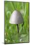 Canada, British Columbia, Vancouver. Rounded Capped Mushroom in Grass-Kevin Oke-Mounted Photographic Print