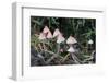 Canada, British Columbia, Vancouver. Small Pink Mycena Mushrooms-Kevin Oke-Framed Photographic Print