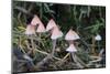 Canada, British Columbia, Vancouver. Small Pink Mycena Mushrooms-Kevin Oke-Mounted Photographic Print