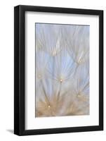 Canada, British Columbia. Yellow salsify flower seeds close-up.-Jaynes Gallery-Framed Photographic Print