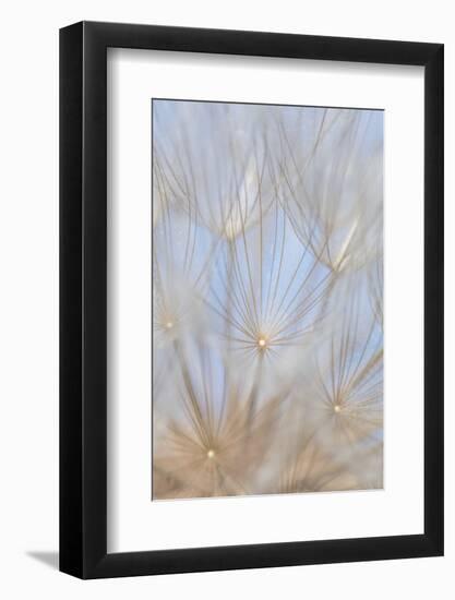 Canada, British Columbia. Yellow salsify flower seeds close-up.-Jaynes Gallery-Framed Photographic Print