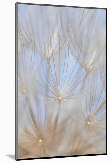 Canada, British Columbia. Yellow salsify flower seeds close-up.-Jaynes Gallery-Mounted Photographic Print