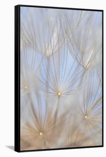 Canada, British Columbia. Yellow salsify flower seeds close-up.-Jaynes Gallery-Framed Stretched Canvas