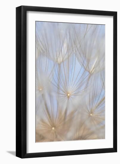 Canada, British Columbia. Yellow salsify flower seeds close-up.-Jaynes Gallery-Framed Photographic Print