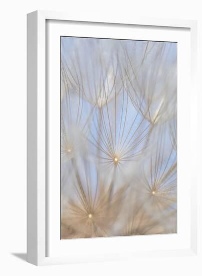 Canada, British Columbia. Yellow salsify flower seeds close-up.-Jaynes Gallery-Framed Photographic Print