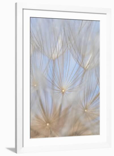 Canada, British Columbia. Yellow salsify flower seeds close-up.-Jaynes Gallery-Framed Photographic Print