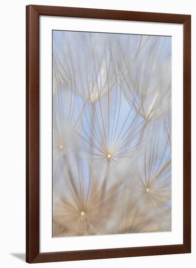 Canada, British Columbia. Yellow salsify flower seeds close-up.-Jaynes Gallery-Framed Photographic Print