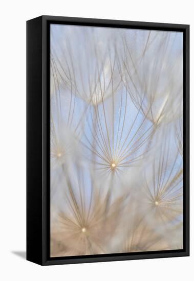 Canada, British Columbia. Yellow salsify flower seeds close-up.-Jaynes Gallery-Framed Stretched Canvas