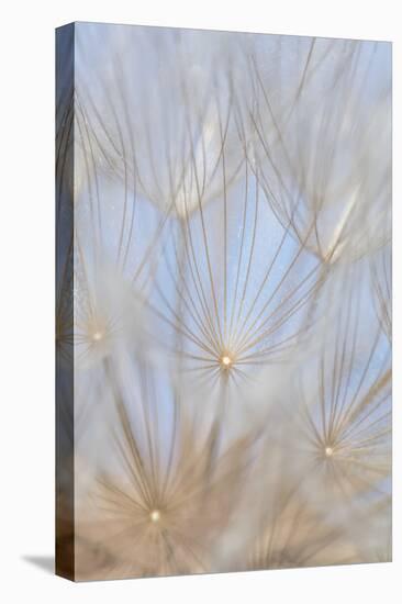 Canada, British Columbia. Yellow salsify flower seeds close-up.-Jaynes Gallery-Stretched Canvas