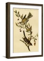 Canada Bunting Tree Sparrow-John James Audubon-Framed Art Print