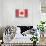 Canada Country Flag - Barnwood Painting-Lantern Press-Stretched Canvas displayed on a wall