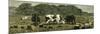 Canada Farm Life Cattle Grazing in Newly Cleared Pasture 1880-null-Mounted Giclee Print