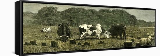 Canada Farm Life Cattle Grazing in Newly Cleared Pasture 1880-null-Framed Stretched Canvas