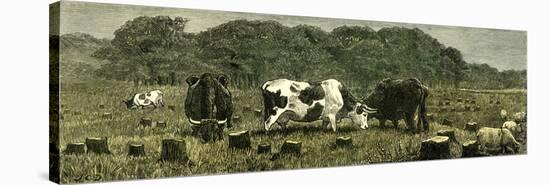 Canada Farm Life Cattle Grazing in Newly Cleared Pasture 1880-null-Stretched Canvas