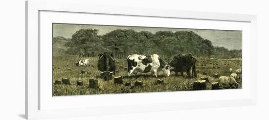 Canada Farm Life Cattle Grazing in Newly Cleared Pasture 1880-null-Framed Premium Giclee Print