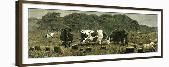 Canada Farm Life Cattle Grazing in Newly Cleared Pasture 1880-null-Framed Premium Giclee Print