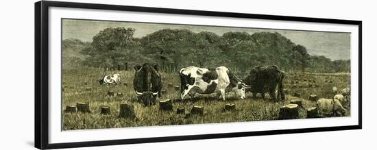 Canada Farm Life Cattle Grazing in Newly Cleared Pasture 1880-null-Framed Premium Giclee Print