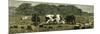 Canada Farm Life Cattle Grazing in Newly Cleared Pasture 1880-null-Mounted Premium Giclee Print