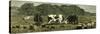 Canada Farm Life Cattle Grazing in Newly Cleared Pasture 1880-null-Stretched Canvas