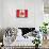 Canada - Flag-Trends International-Framed Stretched Canvas displayed on a wall