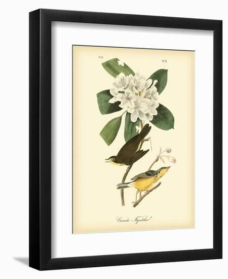 Canada Flycatcher-John James Audubon-Framed Art Print