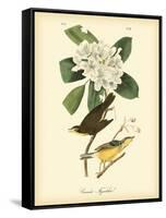 Canada Flycatcher-John James Audubon-Framed Stretched Canvas