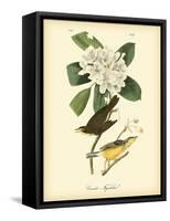 Canada Flycatcher-John James Audubon-Framed Stretched Canvas