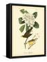 Canada Flycatcher-John James Audubon-Framed Stretched Canvas