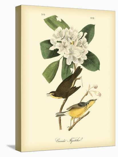 Canada Flycatcher-John James Audubon-Stretched Canvas