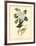 Canada Flycatcher-John James Audubon-Framed Art Print
