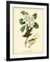 Canada Flycatcher-John James Audubon-Framed Art Print