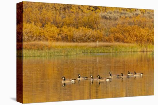 Canada geese and reflection on water, Grand Teton National Park, Wyoming-Adam Jones-Stretched Canvas