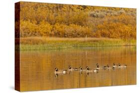 Canada geese and reflection on water, Grand Teton National Park, Wyoming-Adam Jones-Stretched Canvas