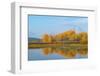 Canada geese (Branta canadensis) at Oxbow Bend of Snake River in autumn, Grand Teton National Pa...-Panoramic Images-Framed Photographic Print