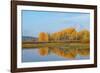 Canada geese (Branta canadensis) at Oxbow Bend of Snake River in autumn, Grand Teton National Pa...-Panoramic Images-Framed Photographic Print