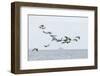 Canada geese (Branta canadensis) flock in flight, Moray Firth, Highlands, Scotland-Terry Whittaker-Framed Photographic Print