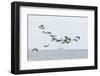 Canada geese (Branta canadensis) flock in flight, Moray Firth, Highlands, Scotland-Terry Whittaker-Framed Photographic Print