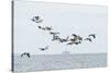 Canada geese (Branta canadensis) flock in flight, Moray Firth, Highlands, Scotland-Terry Whittaker-Stretched Canvas